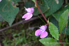 Impatiens scabriuscula var. rosea